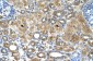 UBXD2 antibody - middle region